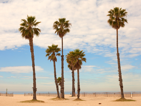 Palm trees at Santa Monica Beach. California.