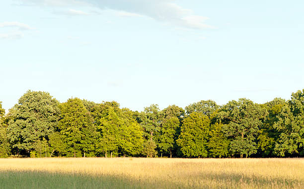 Edge of a deciduous wood with summer meadow infrontof.