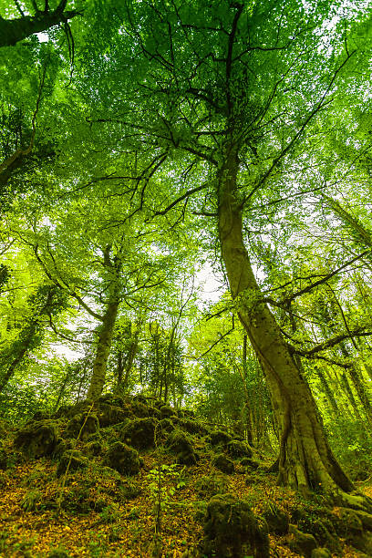 tall faggio in verde foresta - beech leaf low angle view deciduous tree tree trunk foto e immagini stock