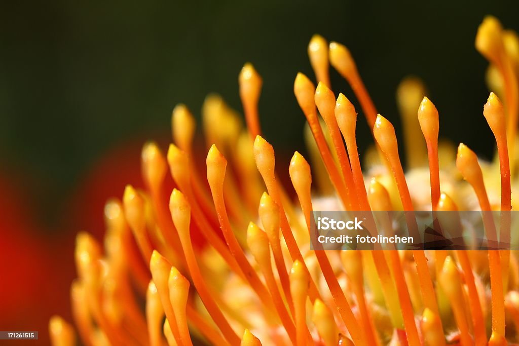 Pincushion Protea Blume - Lizenzfrei Blume Stock-Foto