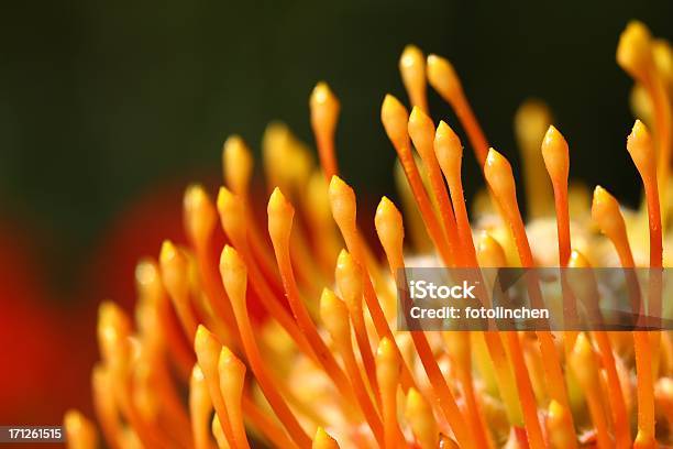 Pincushion Protea Blume Stockfoto und mehr Bilder von Blume - Blume, Blumenbouqet, Blumenschmuck