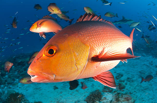 red snapper profile stock photo