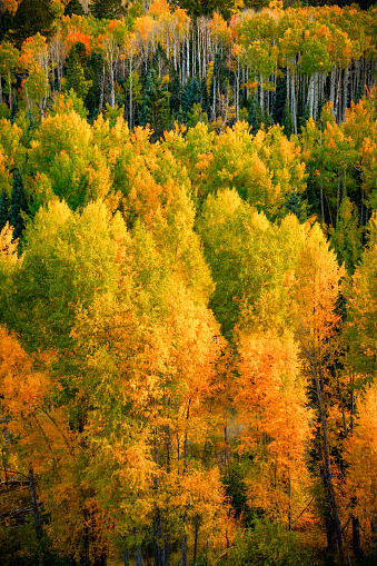 A grove of Aspens changing to yellows and oranges in early autumn in the Rocky Mountains of Colorado near Telluride.