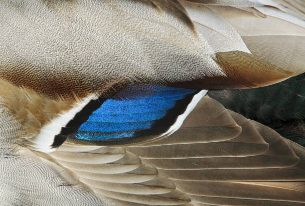 istock Mallard Drake Feathers Close Up 171261607