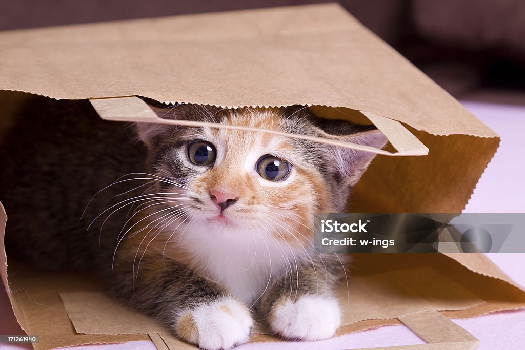 쇼핑 고양이 새끼 - 로열티 프리 가방 스톡 사진