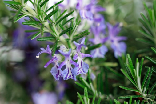 Blooming rosemary