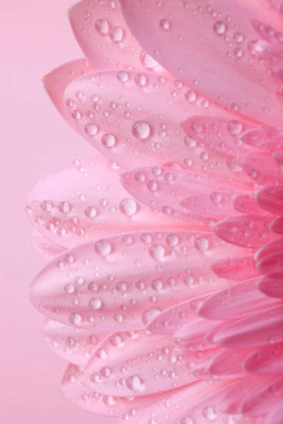 close-up of a pink gerbera daisy with water droplets on the petals