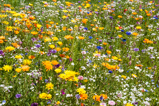 Awesome multicolored field with various kinds of springtime flowers. Spring or summer background. Full frame and close-up image. Horizontal orientation.