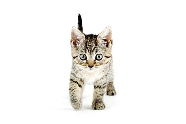 Grey tabby kitten with grey eyes stock photo