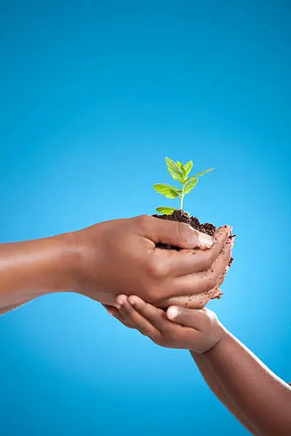 Close up African mother's and daughter's hands holding green plant on blue background with copy space (side view).