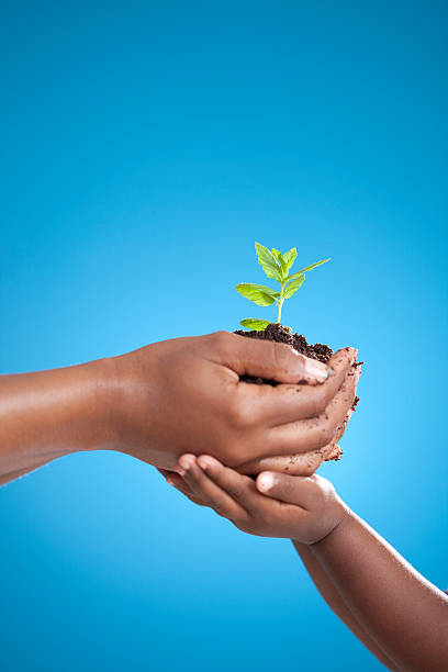 planta plantadas com uma criança. - family african ethnicity black african descent imagens e fotografias de stock