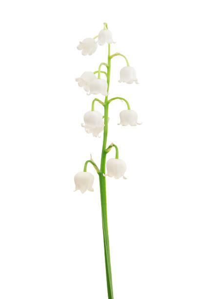 Lily of the valley Flower on a white background. lily of the valley stock pictures, royalty-free photos & images