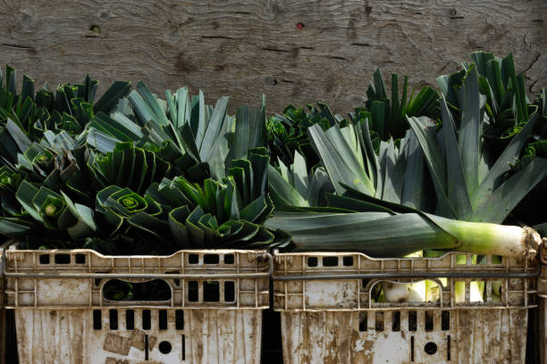 Leek stalks, green vegetables, local produce market.