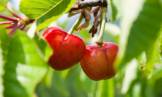 Two red cherries on a branch