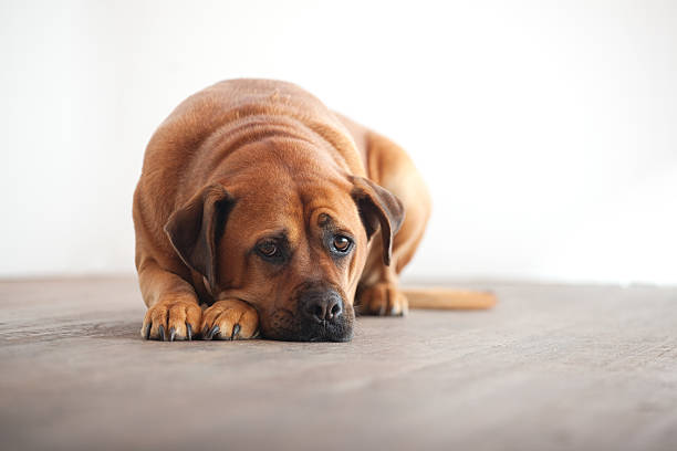 Sad Dog stock photo