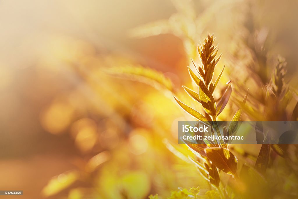 Sunset Gras - Lizenzfrei Bewegungsunschärfe Stock-Foto