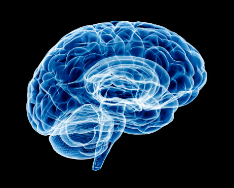 X-Ray of human brain. Transparent and detailed with soft blue swaps.