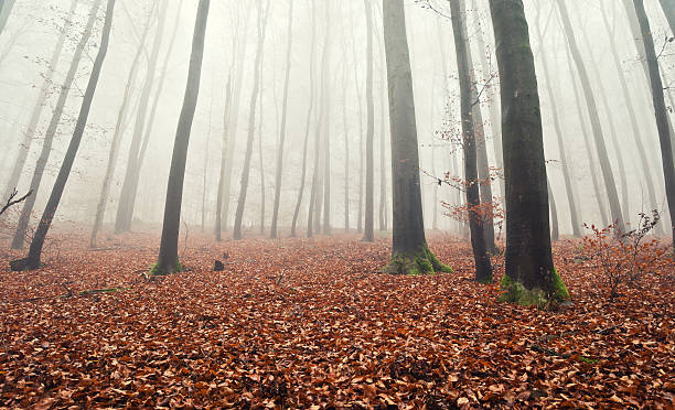 upiorny las na jesień rano mgliście - forest transylvania rain fog zdjęcia i obrazy z banku zdjęć