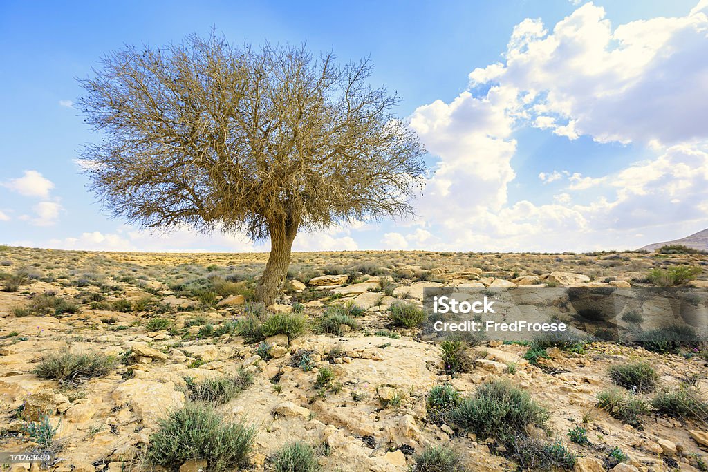 Única árvore em pedra do deserto - Foto de stock de Israel royalty-free