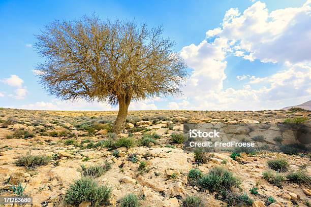 Foto de Única Árvore Em Pedra Do Deserto e mais fotos de stock de Israel - Israel, Clima árido, Seco