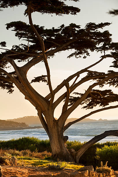 istock Carmel Beach in Carmel-by-the-Sea 171263717