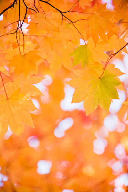 istock Autumn Orange Leaves 171263919