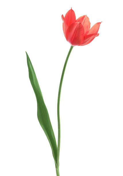 тюльпан - single object flower single flower studio shot стоковые фото и изображения