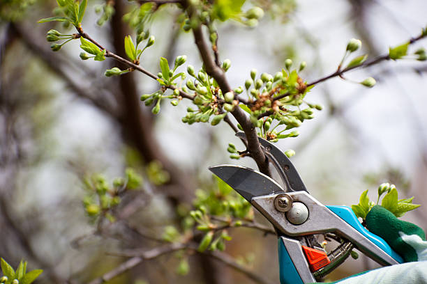 Clippers pruning bushes stock photo