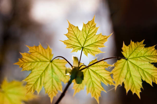 deixe de maple [ género acer ] no outono - ahornblaetter imagens e fotografias de stock