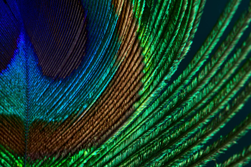 Close-up of beautiful peacock feather