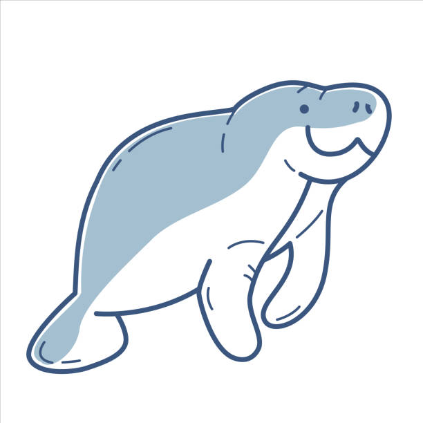 Manatee Vector 640+ Manatee Stock Illustrations, Royalty-Free Vector Graphics & Clip ...