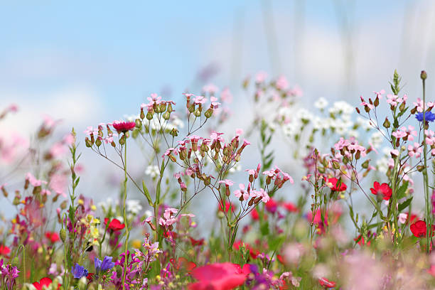 lato łąka z kolor różowy - flower blumenwiese meadow flower head zdjęcia i obrazy z banku zdjęć