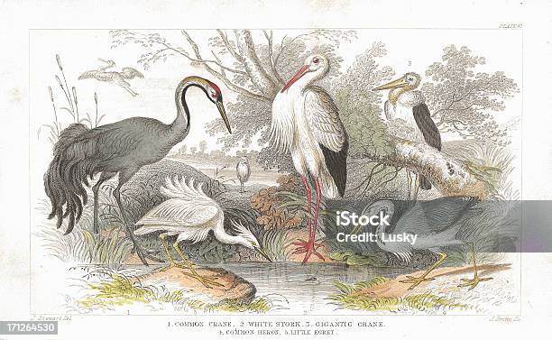 コウノトリツルサギ旧 Litho プリントから 1852 - 鳥のベクターアート素材や画像を多数ご用意 - 鳥, イラストレーション, 古風