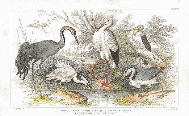 Stork, Cranes and Heron old litho print from 1852 "Lithographic print of Cranes, Storks and Heron taken from Plate 61 of the 1852 book by Oliver Goldsmith: A History Of The Earth And Animated Nature Volume two.1. Common Crane 2. White Stork 3. Gigantic Crane 4. Common Heron 5. Little Egret" eurasian crane stock illustrations