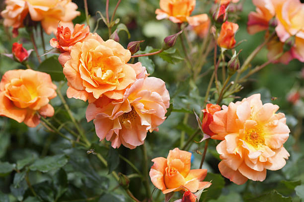 Rose flowers Westerland