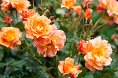 Rose flowers Westerland