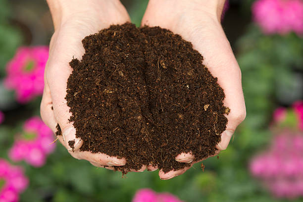 istock Man holding potting soil in his hands 171264600