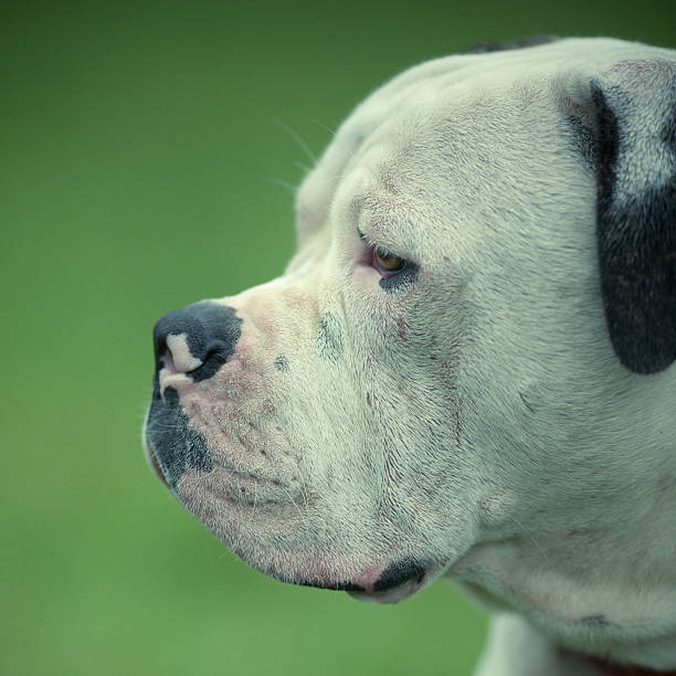 istock American Bulldog Standard Type 171264604