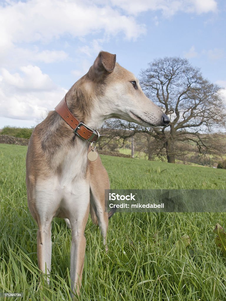 Standing  Lurcher Greyhound x Saluki  lurcher dog looking for prey Agricultural Field Stock Photo