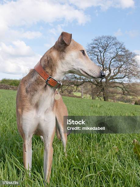 Standing Lurcher Stock Photo - Download Image Now - Agricultural Field, Animal, Dog