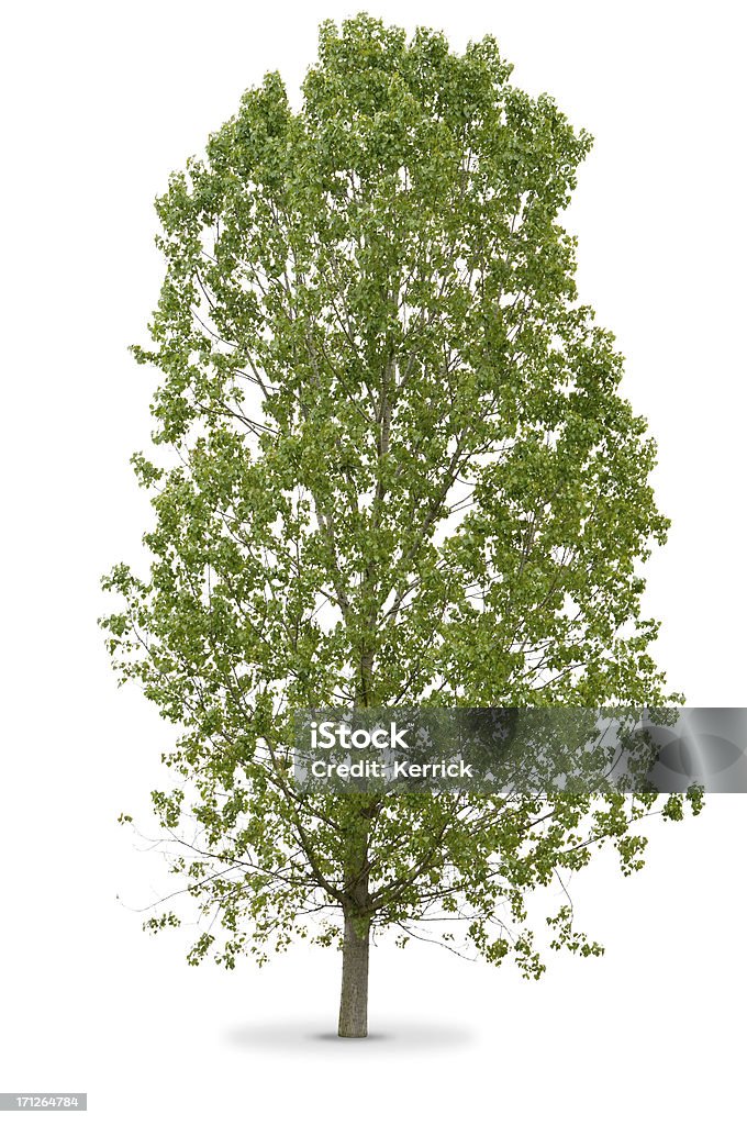 Baum im Frühjahr isoliert auf white poplar - Lizenzfrei Pappel Stock-Foto