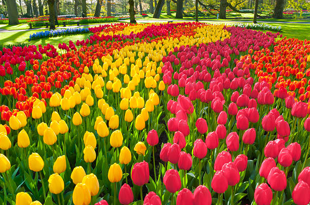 Spring Flowers in a Park "Park with multi-colored tulips. Location is the Keukenhof garden, Netherlands.Other tulip images:" keukenhof gardens stock pictures, royalty-free photos & images