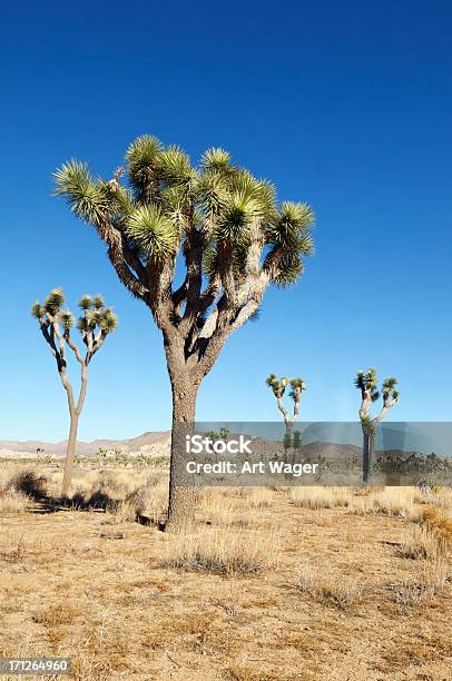 Joshua Tree Landscape Stock Photo - Download Image Now - Arid Climate, Cactus, California