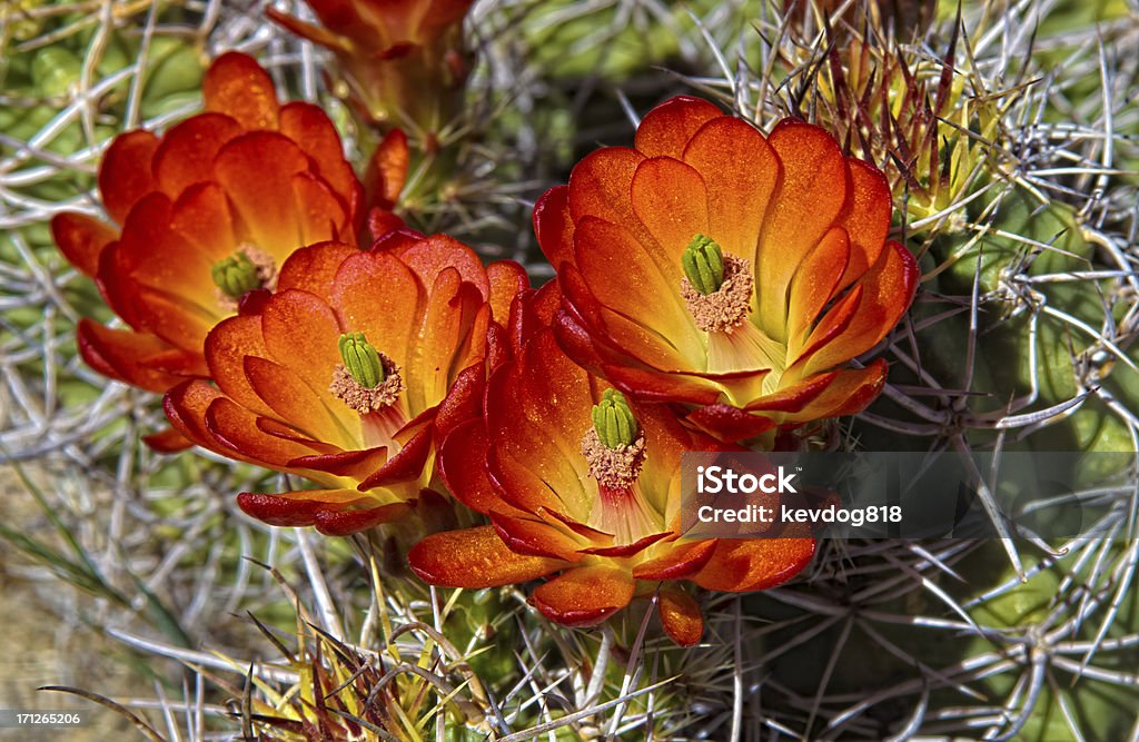 Blumen auf die Cactus - Lizenzfrei Blume Stock-Foto