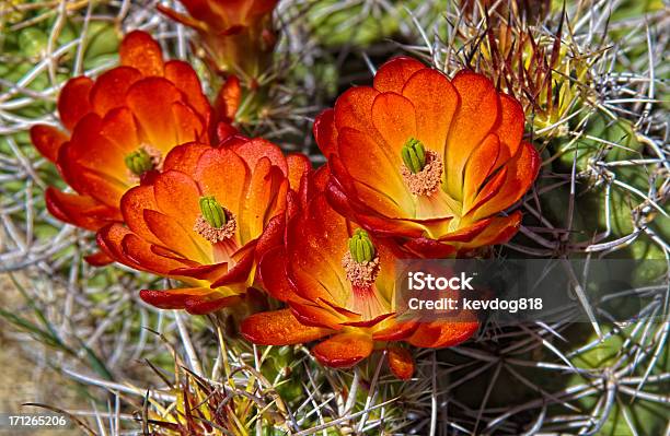 Blumen Auf Die Cactus Stockfoto und mehr Bilder von Blume - Blume, Dornbusch, Dornig