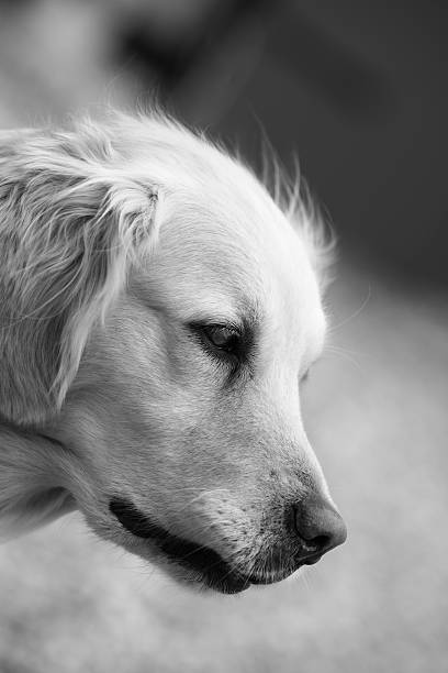 istock Golden Retreiver dog 171265273