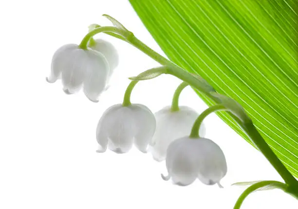 Photo of lily-of-the-valley