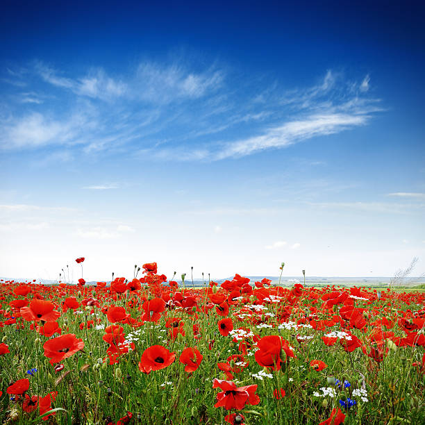 makowate na jasny, słoneczny dzień - flower red poppy sky zdjęcia i obrazy z banku zdjęć