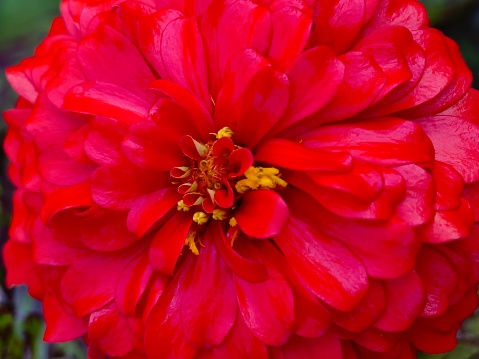 Close up picture of a red Zinnia flower in the garden with blurry background