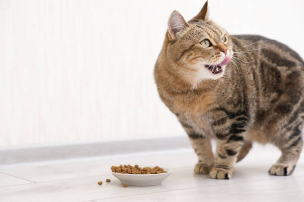 istock a stripped brown red cat is eating cat food in ligt kitchen. 1712663247